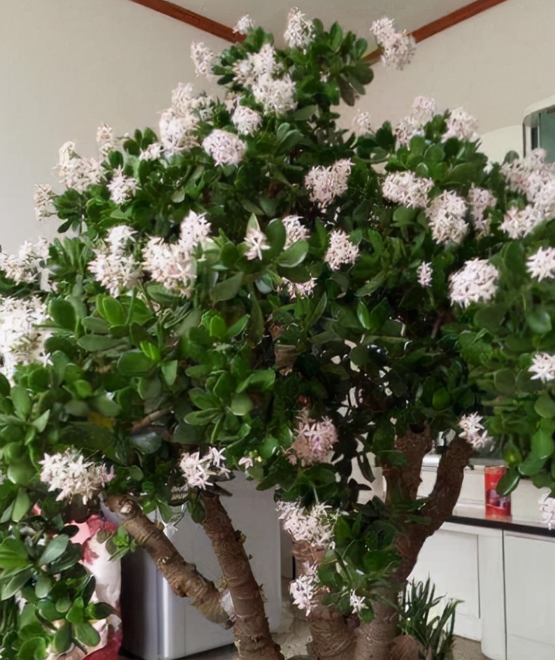 10种家里最旺宅的吉祥之花,10种最旺宅的吉祥之花