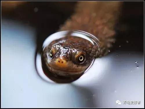 为什么草龟总是打架,幼龟打架是什么问题