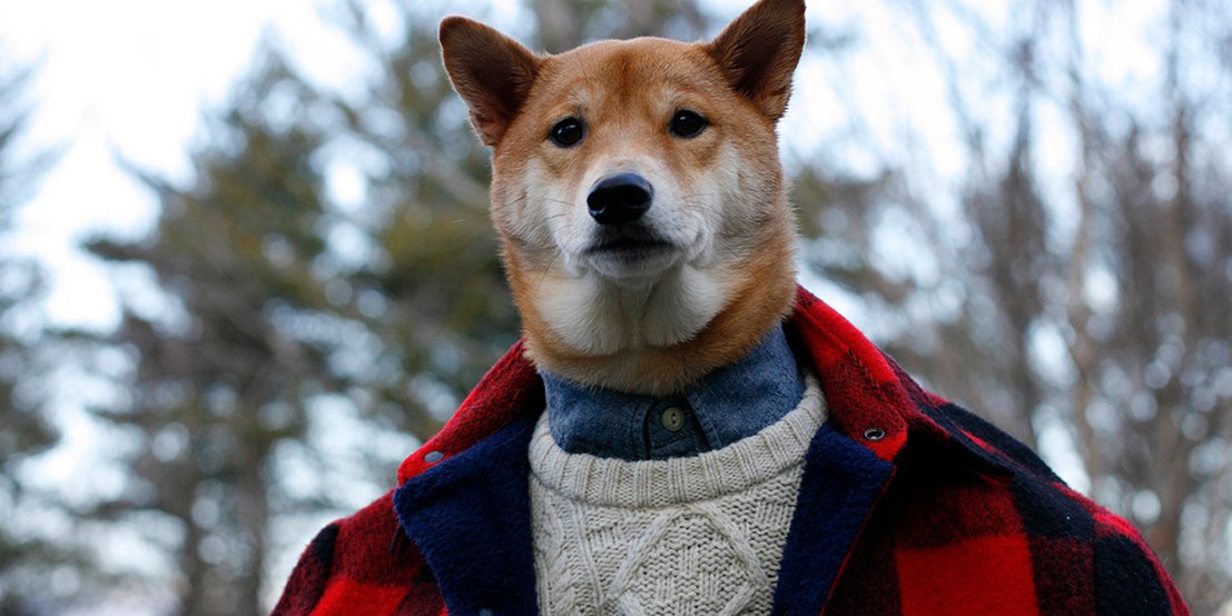 人不如狗系列——Instagram上身价最高的十只汪