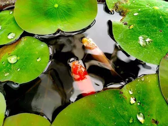 水缸种莲藕吃不完,旧水缸种莲藕的方法