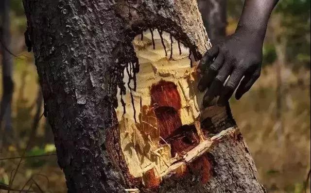 血檀种类,血檀排第几