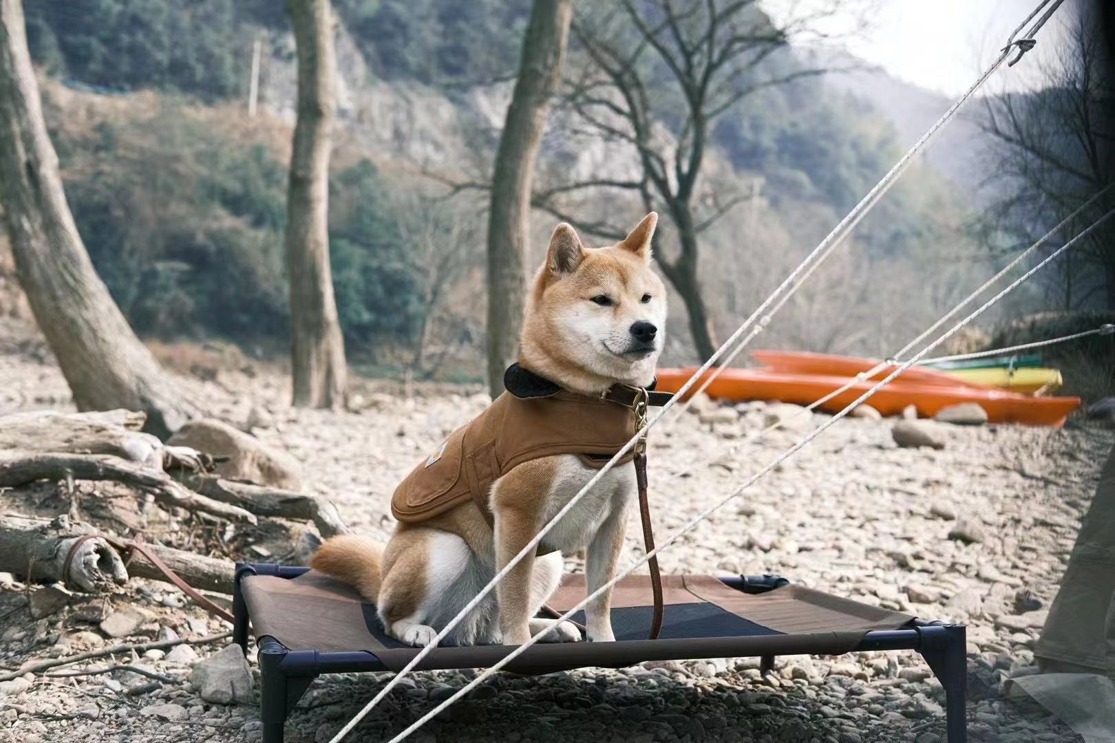 动辄“花十万块”，谁在挣露营的钱？