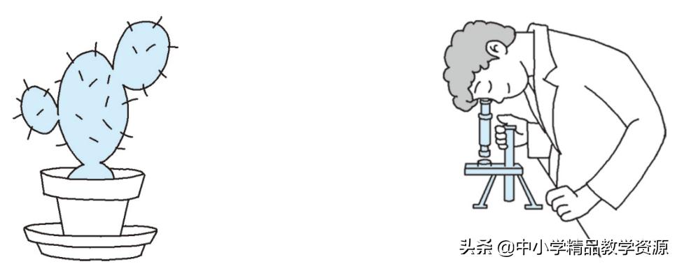 植物妈妈有办法二年级上课文仿写,二年级上册植物妈妈有办法课文