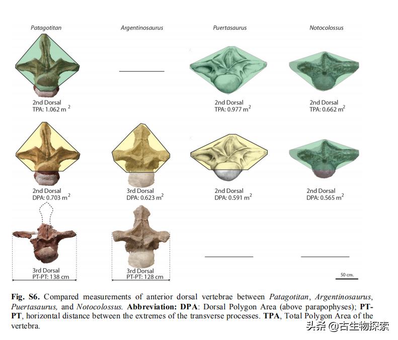泰坦龙是最大的恐龙吗,世界上最高的恐龙是泰坦巨龙吗