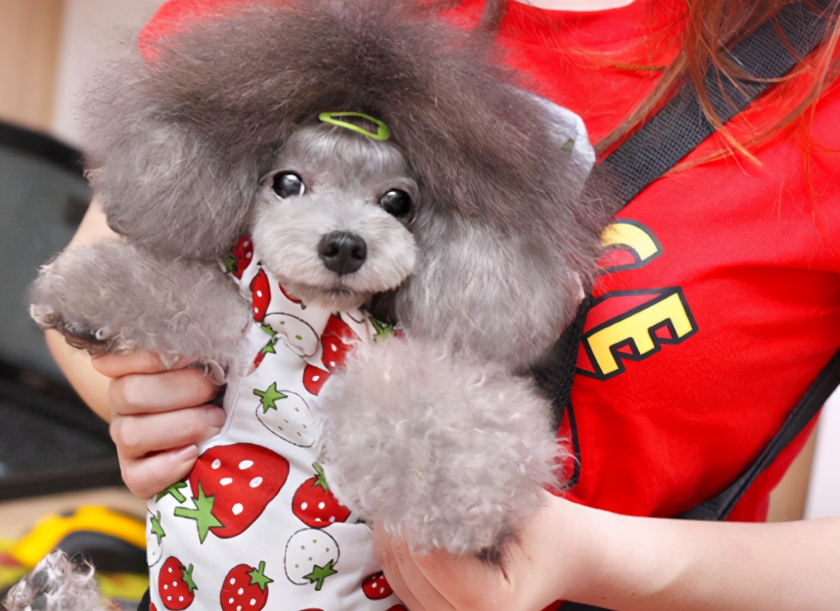 泰迪狗不能抱,怎么抱泰迪狗狗有安全感