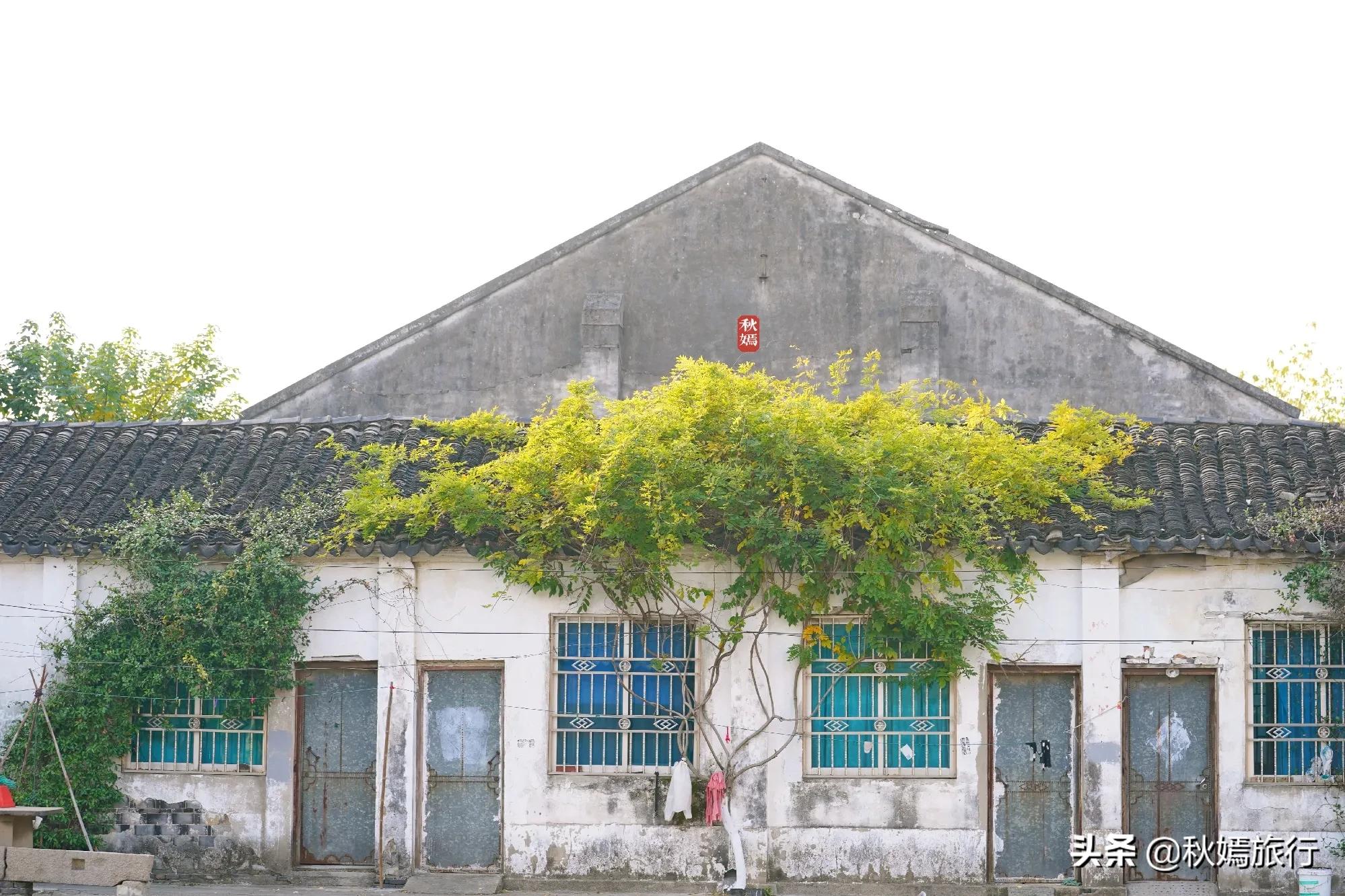 相城区北桥镇千年银杏树,苏州相城银杏打卡