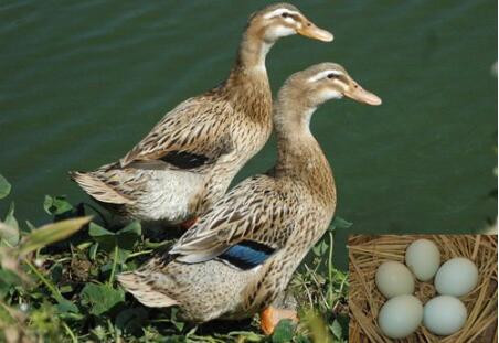 养蛋鸭1000只的利润和投资,养蛋鸭1000只利润一览表