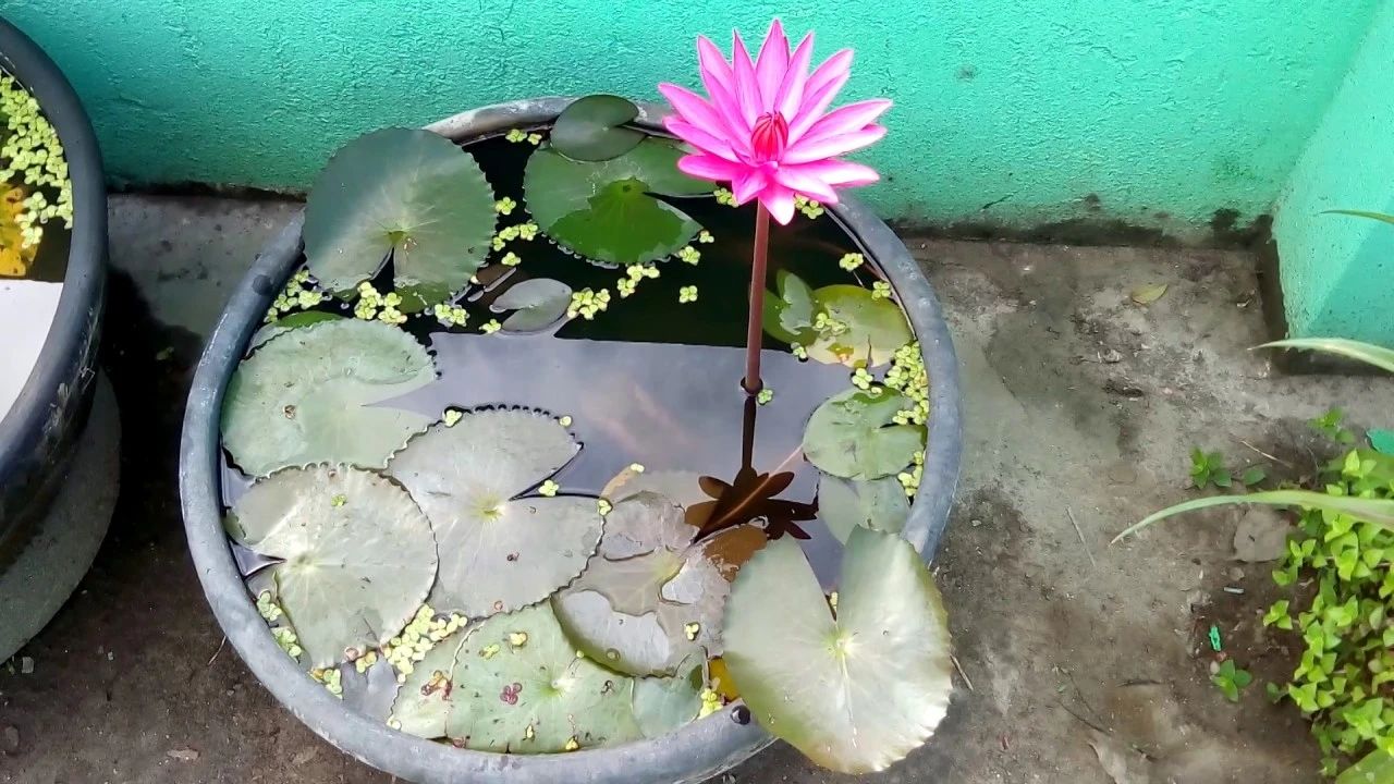 睡莲养在水缸里长虫了怎么办,睡莲长虫但是水里有鱼怎么办