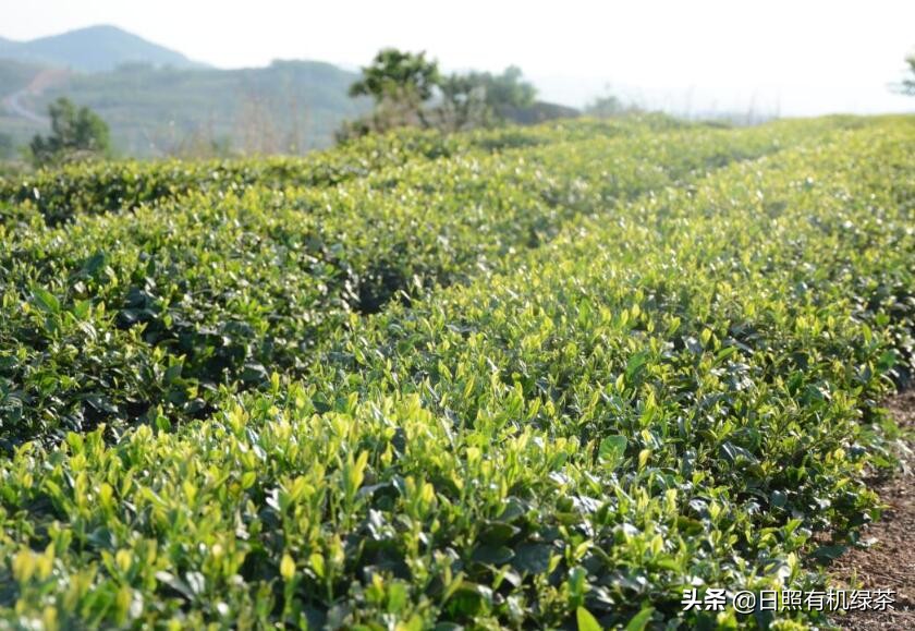 日照绿茶新茶露天春茶,日照绿茶今年的春茶有吗