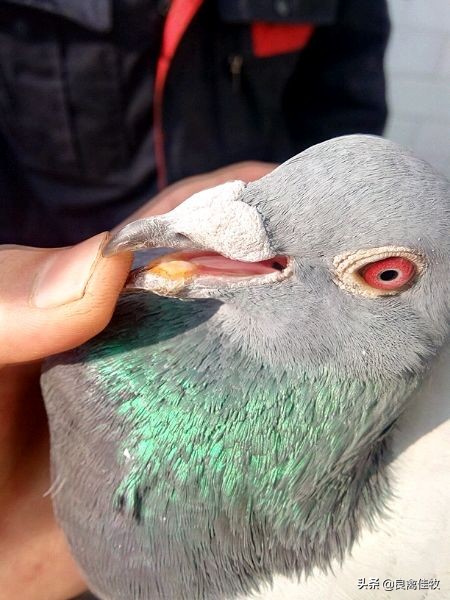鸽痘的症状及图片,鸽痘刚开始是什么样的