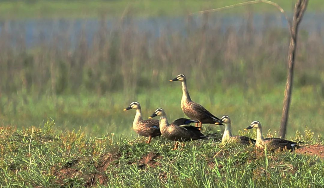 涂上黄色的“润唇膏”，TA就是野鸭中最靓的仔