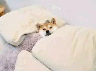 老年人喜欢用什么样的表情包,如何引导中老年人正确使用表情包