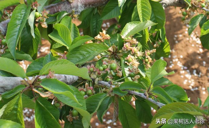 樱桃好吃树难栽下一句谚语是什么,樱桃好吃树难栽后一句是啥