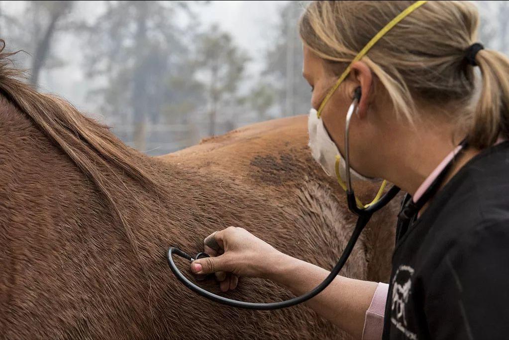 骏马训练方法视频,骏马的训练