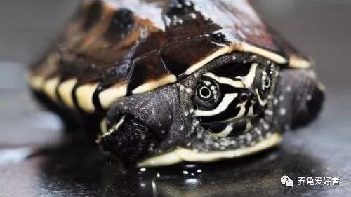乌龟一年的生长速度,生长速度最快的乌龟