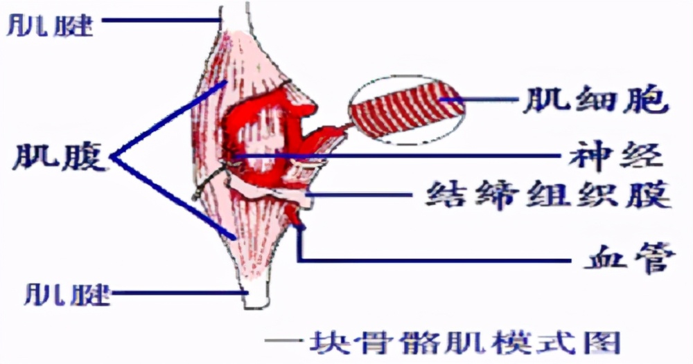 健身如何避免肌肉粘连,健身粘连是什么意思