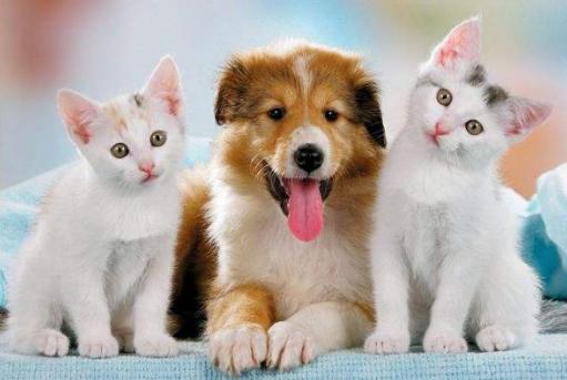 猫狗是不是不能吃了,猫狗能不能吃什么糖