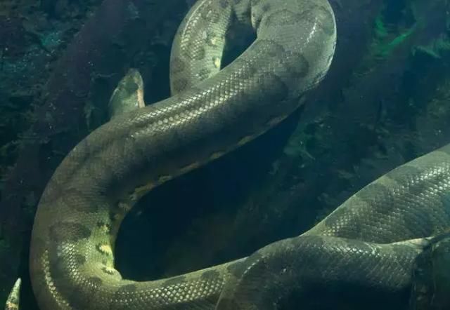 人类遇到亚马逊森蚺怎么自救,森蚺有可能被撑死吗