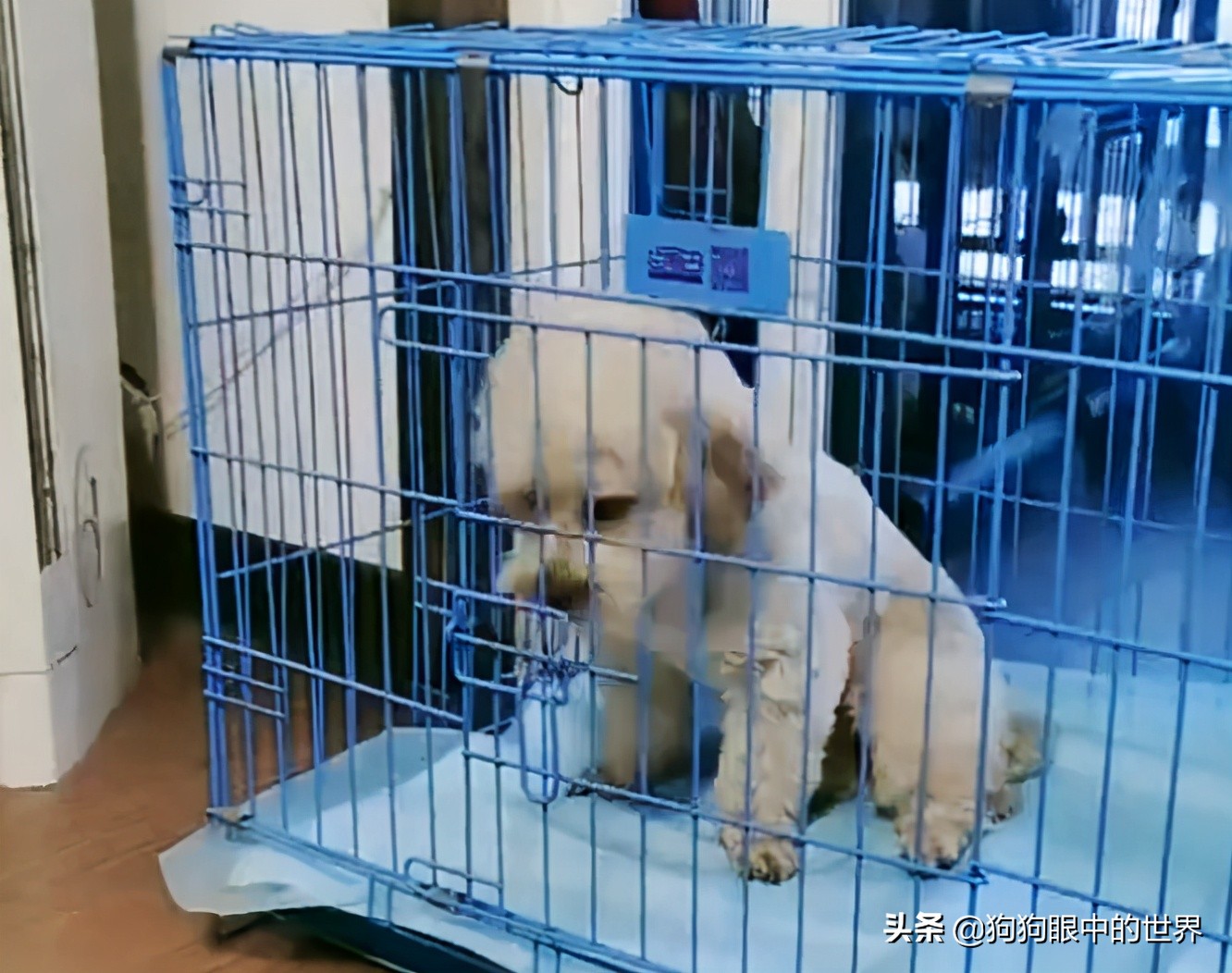 狗狗高烧40度怎么降温,夏天到了这7种狗狗最怕热了