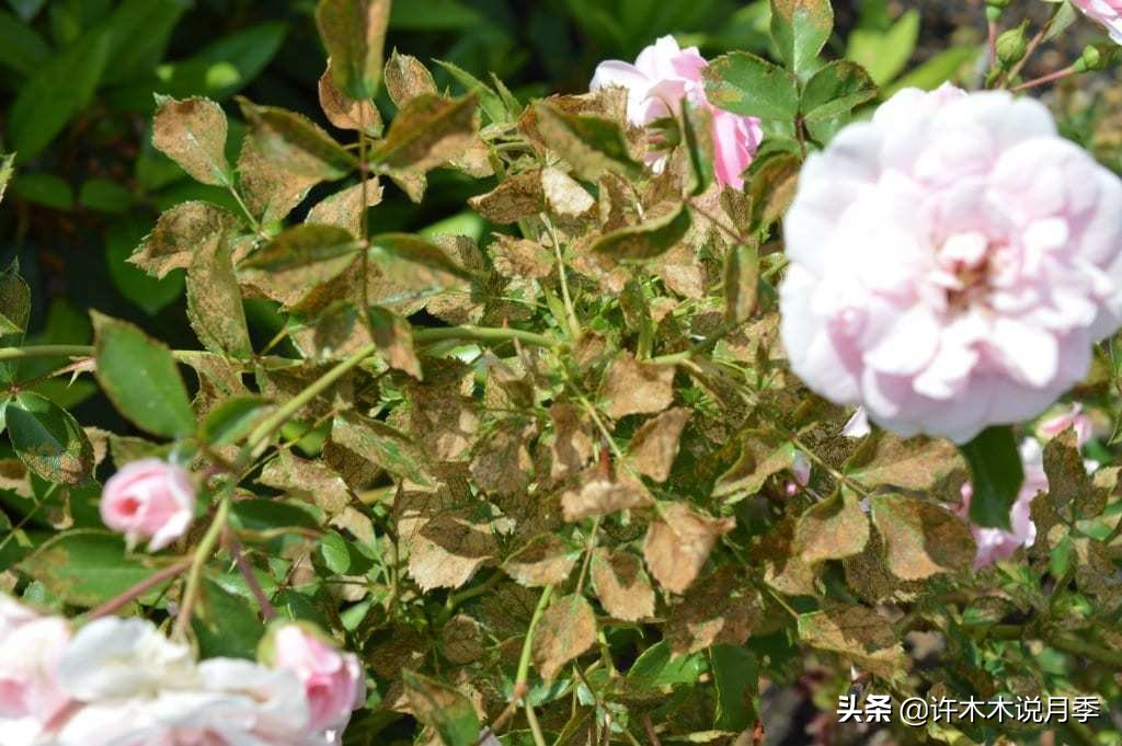 月季突然枝叶都干枯了,月季突然黄叶死掉