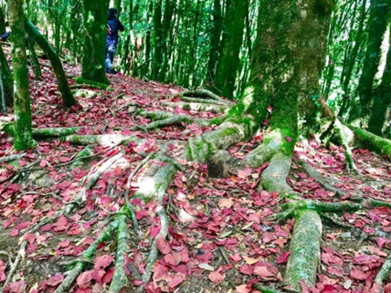 salomon登山鞋不防水,salomon户外鞋如何选择