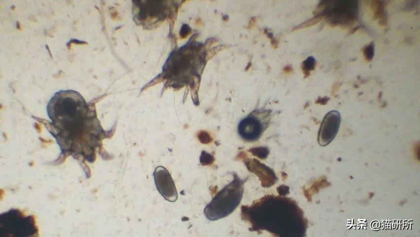 专业宠医答疑：新猫进家前必做的6项体检，万万不可少！