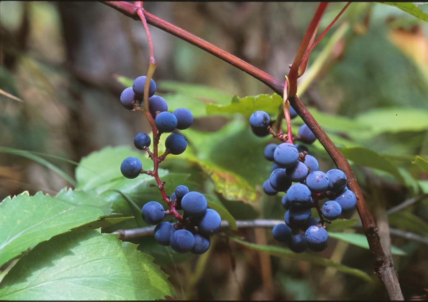 百种果子简介,百种果实图片