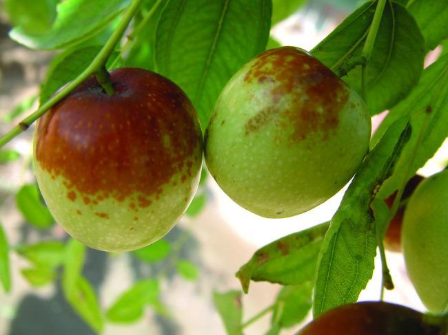 吃了可以促进代谢的水果,代谢慢可以吃什么水果