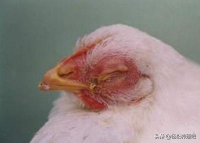 「养殖分享」鸡眼睛肿，流眼泪，原因知多少