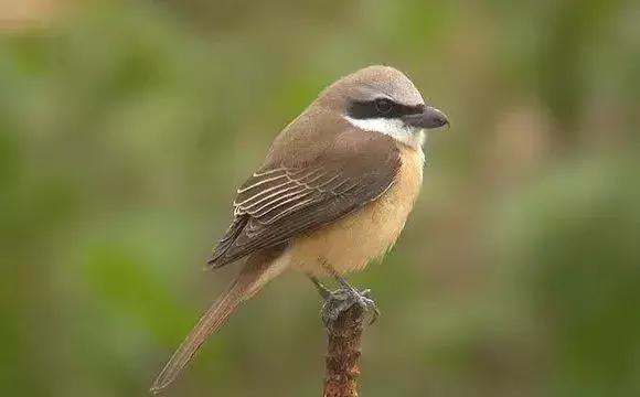 伯劳鸟饲养,没睁眼的伯劳怎样饲养