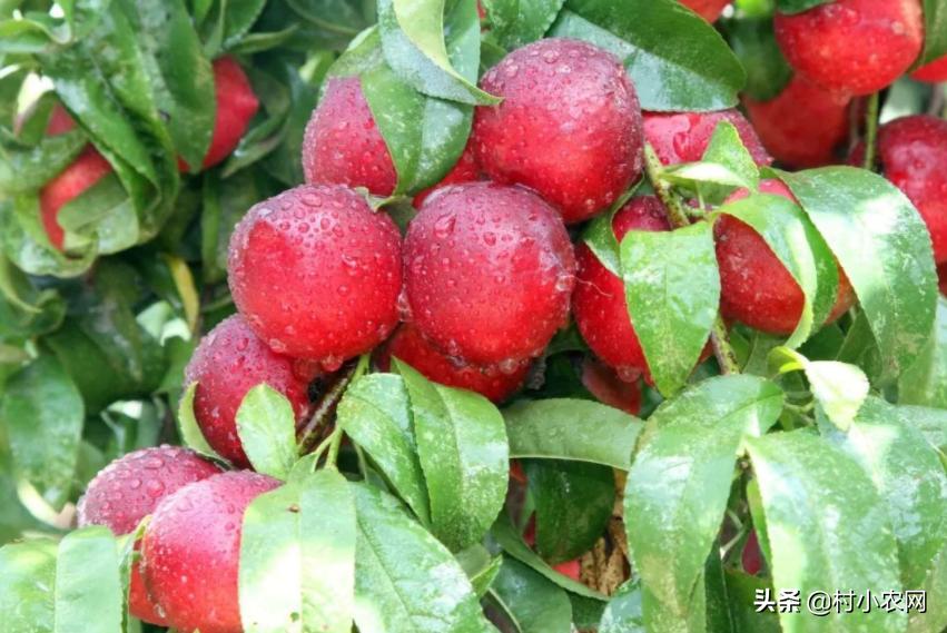 现在山东油桃都有什么品种,大连油桃与河北油桃区别