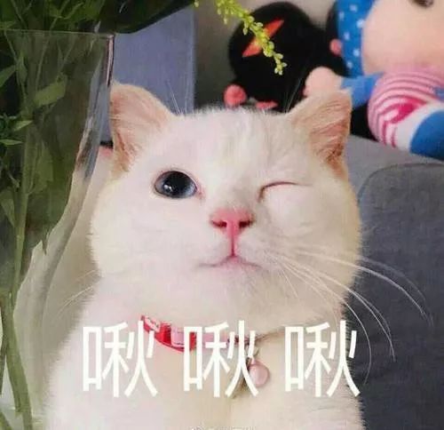 把一只小猫养大会很有感情吗,把一只小猫养大