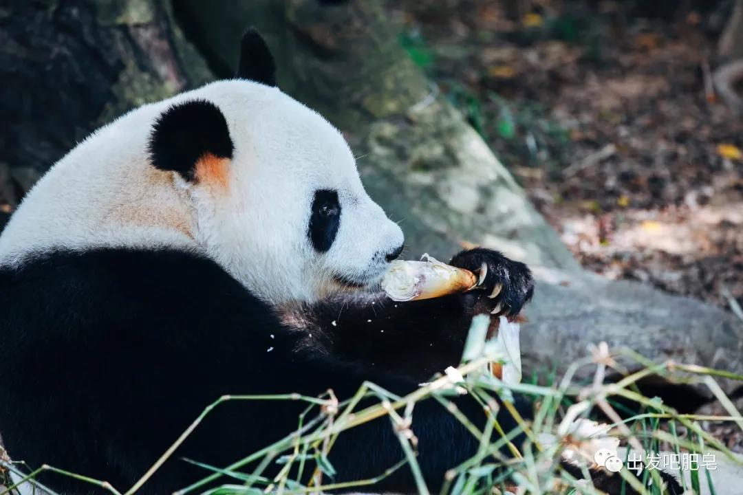长隆飞鸟乐园长隆熊猫酒店怎么选,周一长隆野生动物园游玩攻略