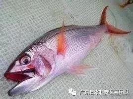 这5种淡水鱼值得多吃,中国最好吃的鱼类排行榜