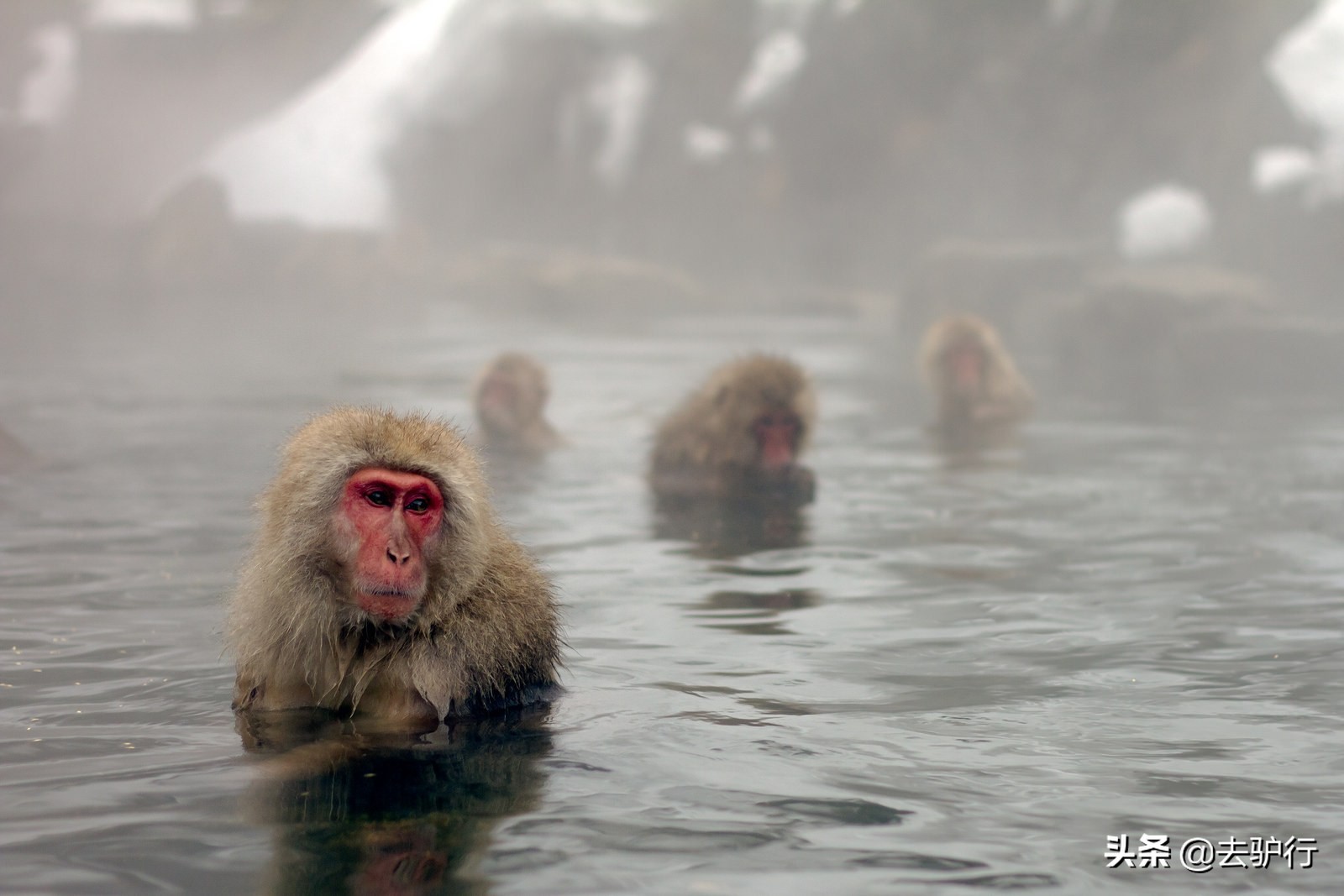 世界上最壮大的猴群,世界上最凶猛的猴群