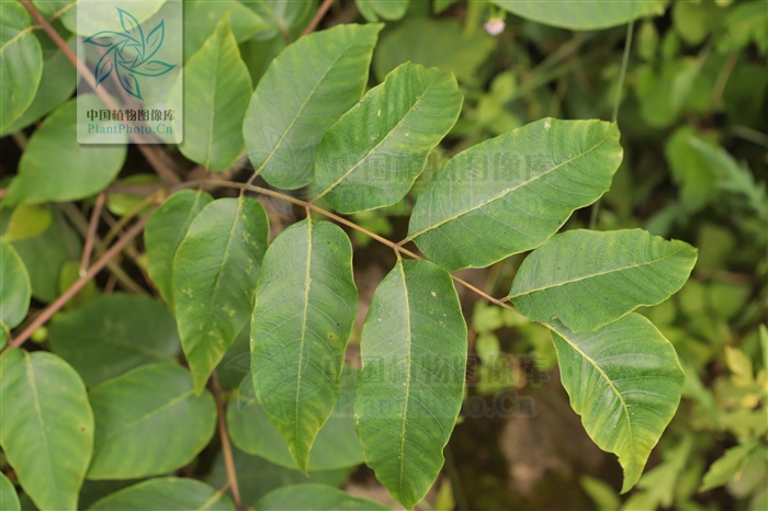 神农本草经中的药材图片,神农本草经高清彩图