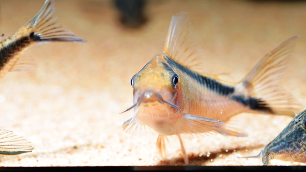 养鼠经验总结,鼠鱼的养殖方法和注意事项