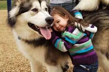 女生真的更喜欢大型犬吗,大型犬为什么会咬人