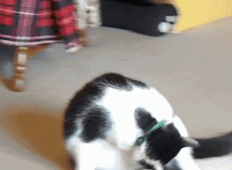 猫咪晚上睡觉太闹腾怎么办,猫咪晚上不睡觉一直闹腾怎么办