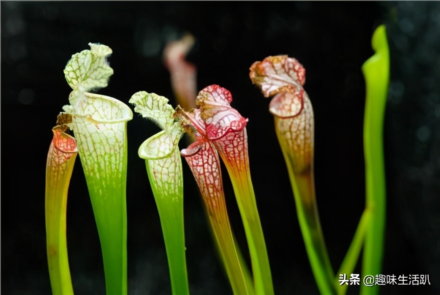 从物种起源到生物多样性,从起源到分类