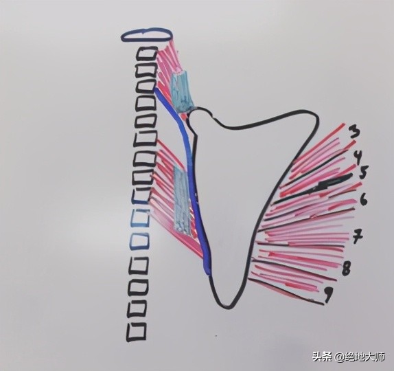 手神经外伤康复视频,治疗手神经损伤的药