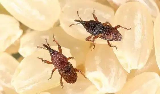 大米生虫怎么办教你一招,大米生虫教你一招