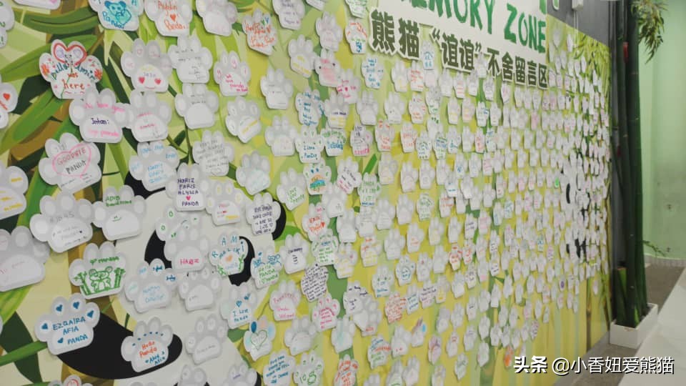 马来西亚大熊猫谊谊出生,熊猫谊谊小时候的照片