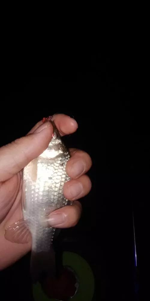 本汀财神鲫竿,本汀财神鲫完整版