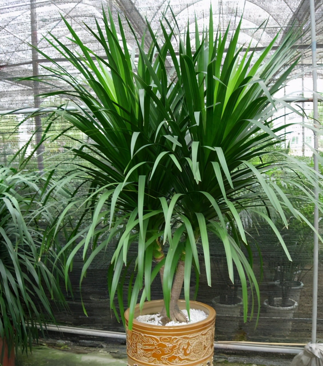 龙血树稀有吗,龙血树冬天叶子卷曲怎么办