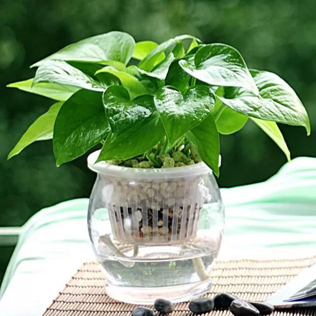 谁说绿萝知识浇浇水？很多人都养错了，绿萝应该这么养