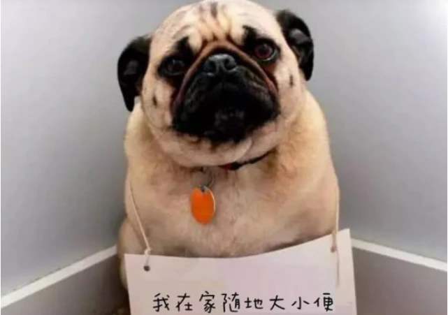 训犬师怎么训练狗狗,训犬师训狗有用吗
