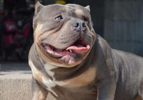 狗体内体外寄生虫？会有什么危害？怎么处理