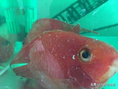 草缸里死鱼怎么处理,观赏鱼死鱼怎么处理最好