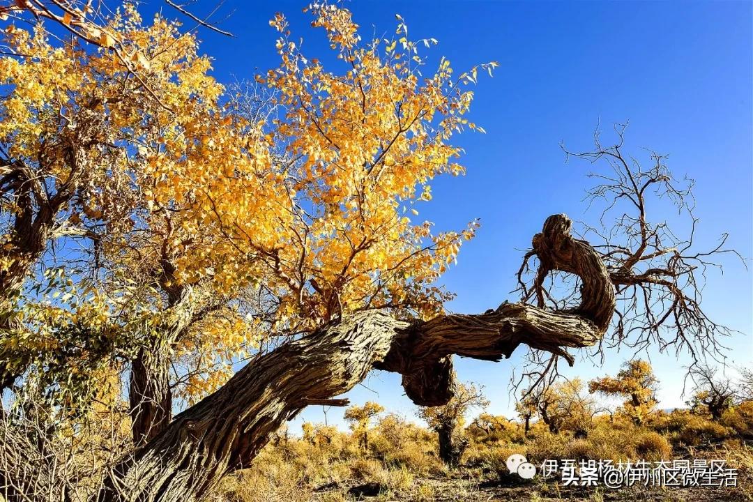 新疆哈密地区伊吾县,新疆哈密伊吾县视频